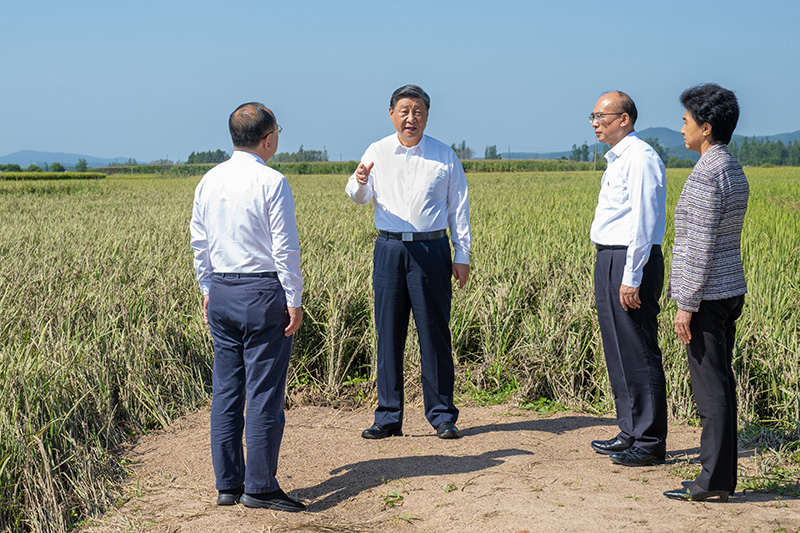 9月6日至8日，中共中央總書(shū)記、國(guó)家主席、中央軍委主席習(xí)近平在黑龍江考察。這是7日上午，習(xí)近平在遭受洪澇災(zāi)害的哈爾濱尚志市老街基鄉(xiāng)龍王廟村，察看水稻受災(zāi)情況。
